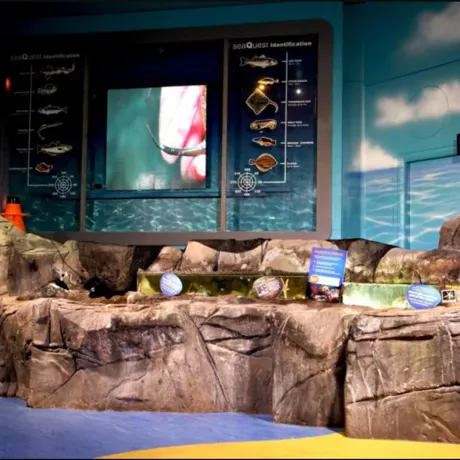 Rockpool Ranger Image