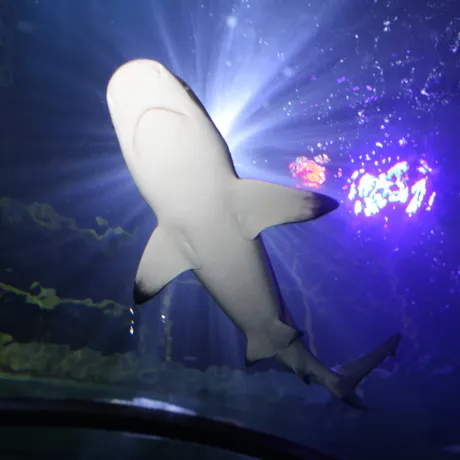 Shark in tunnel