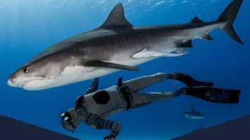 Shark Vr