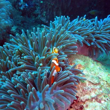 Sea Bed Clown Fish