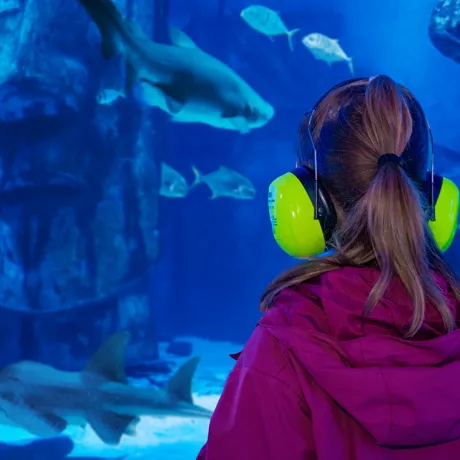 Girl wearing ear defenders looking into aquarium display