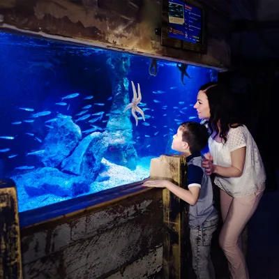 Mother and Son looking at a starfish in SEA LIFE