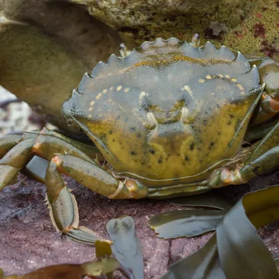 Carcinus Maenas