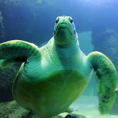 Phoenix the giant green sea turtle at SEA LIFE Blackpool