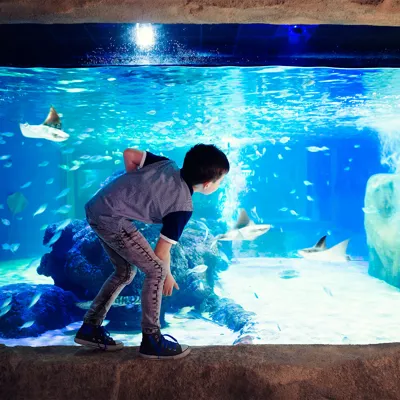 Boy Watching Stingrays in a tank at SEA LIFE