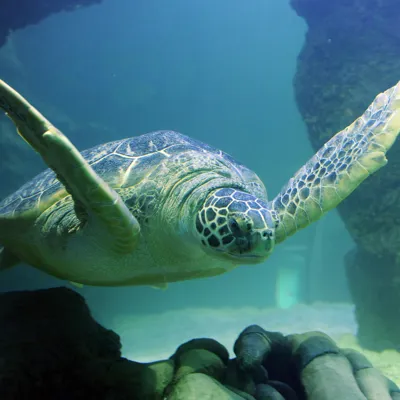 Turtle at SEA LIFE Blackpool