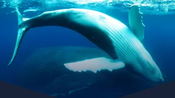 Whale VR