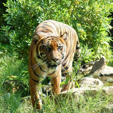 Sumatraanse Tiger