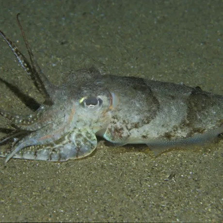 SEA LIFE Cuttlefish