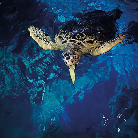 Turtle Feeding Experience