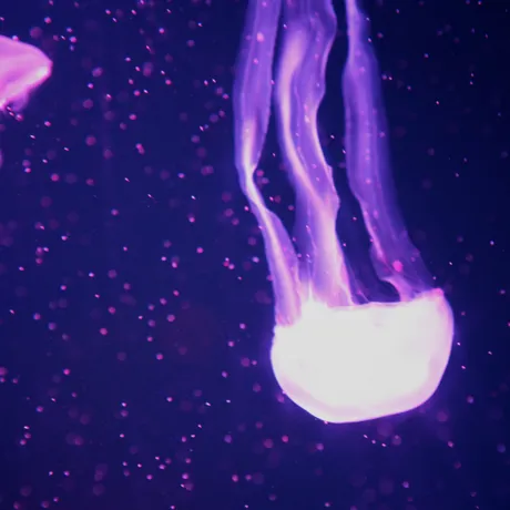SEA LIFE Jellyfish