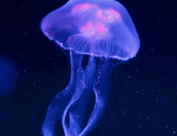 Jellyfish Purple