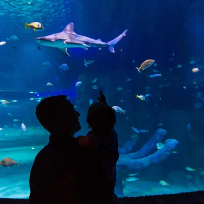 Shark Tank Silhouette