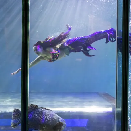 Performance mermaid swimming in SEA LIFE Blackpool ocean display