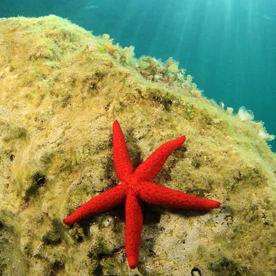 Star Fish