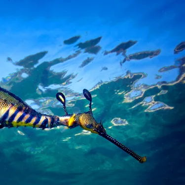 Sea Dragon