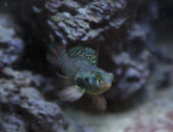 Spotted Mandarin