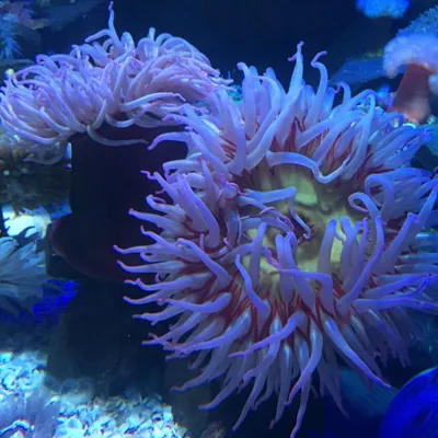 Anemone