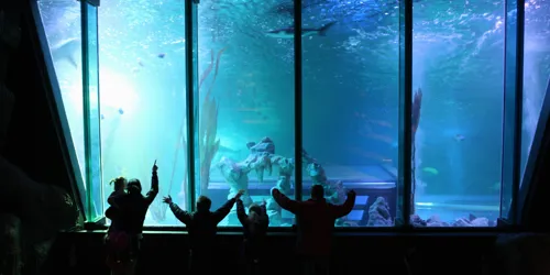 Aquarium Shot