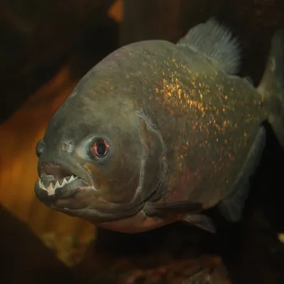 Red Bellied Piranhas at SEA LIFE Blackpool