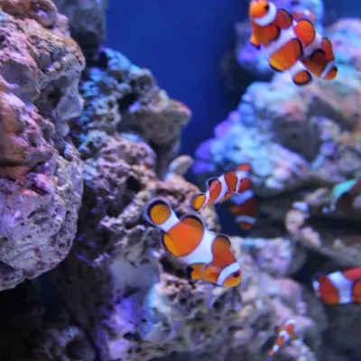 Clownfish Multiple