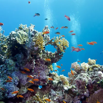 Coral reefs