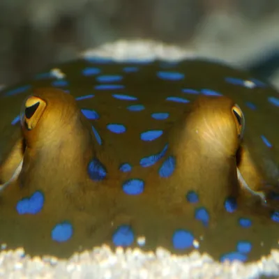Blue Spotted Ray