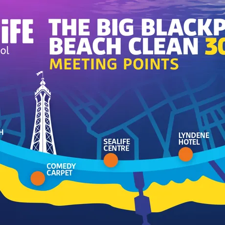Beach Clean