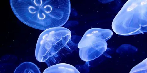 Sealife Moon Jellyfish Aurelia Aurita4
