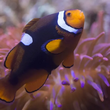 Clownfish finding nemo